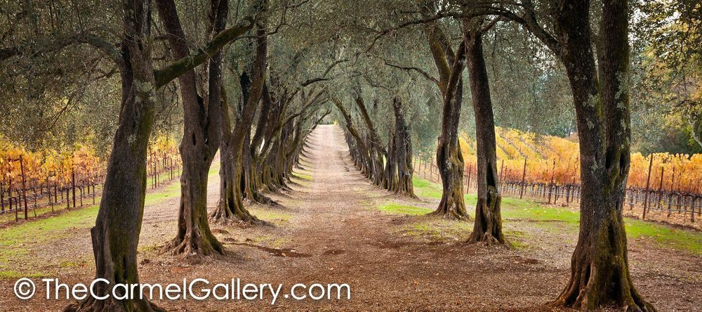 The Olive Grove Path