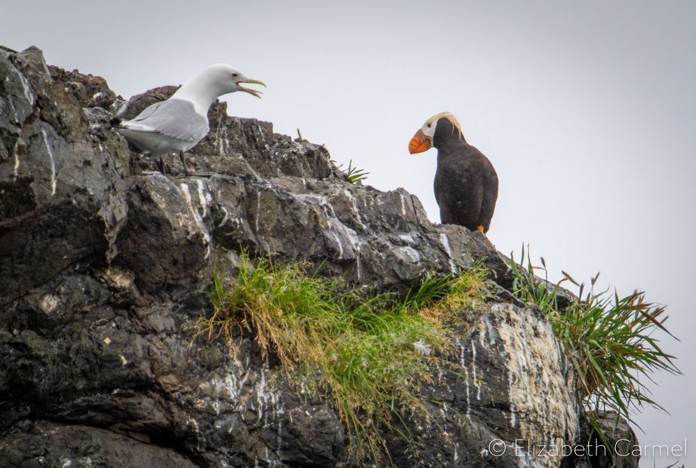 The Rookery Photography Art | The Carmel Gallery