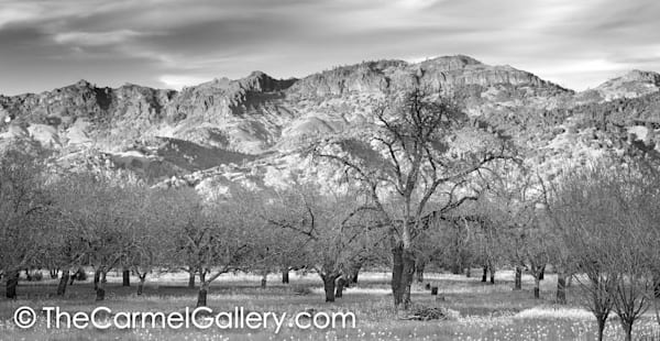 The Palisades Calistoga BW