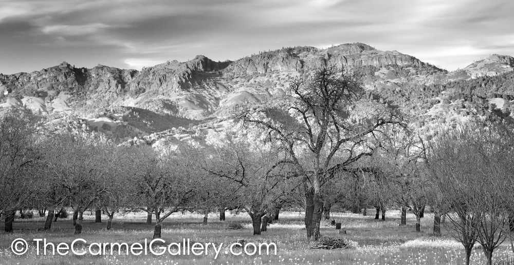 The Palisades Calistoga BW