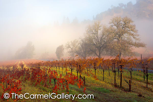 Thanksgiving Wine Country