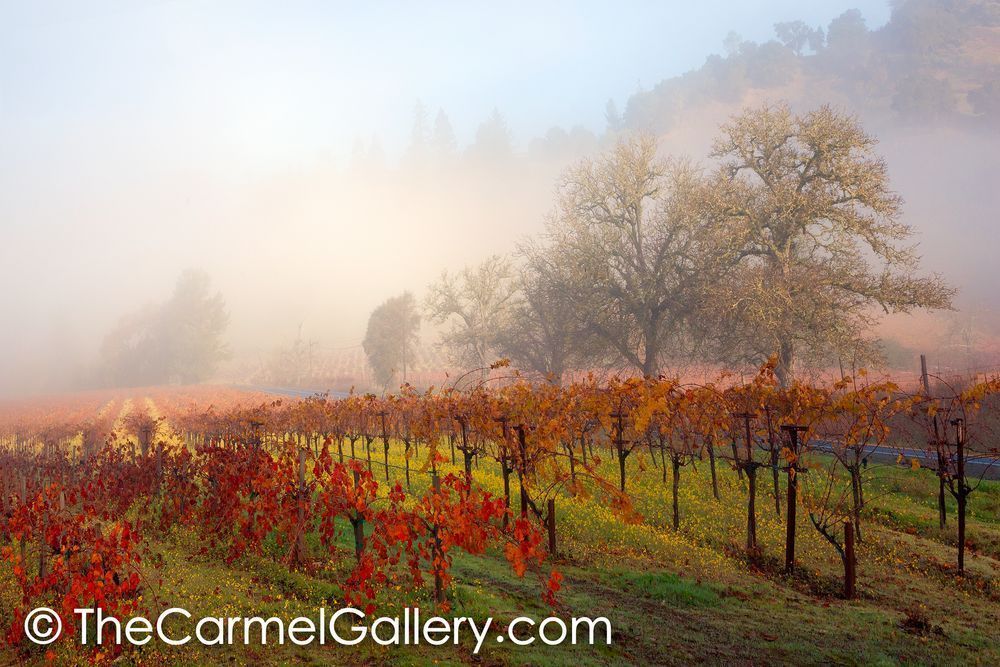 Thanksgiving Wine Country