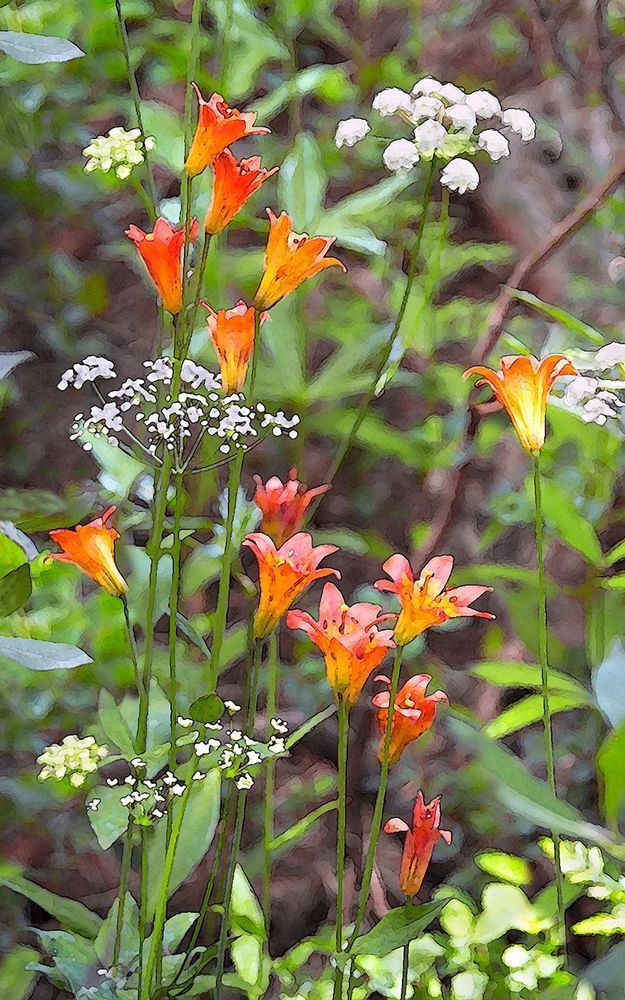 Tiger Lillies Photography Art | The Carmel Gallery