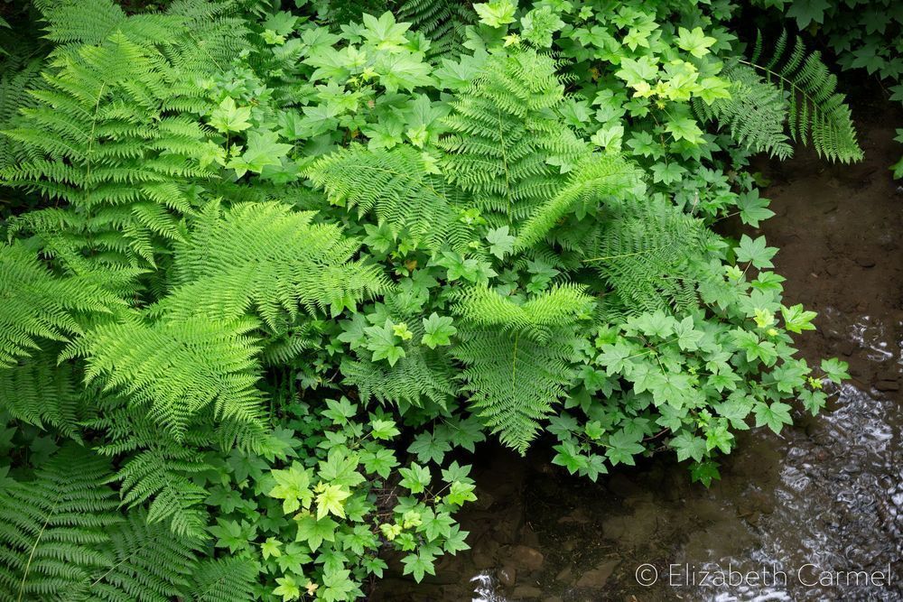 Understory Photography Art | The Carmel Gallery
