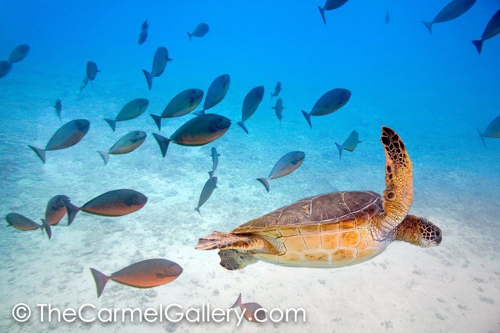 Underwater Blues