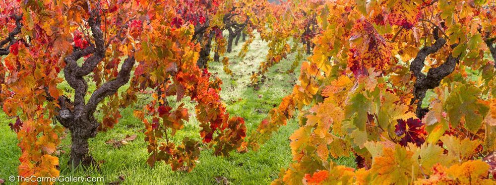 Zinfandel Collage