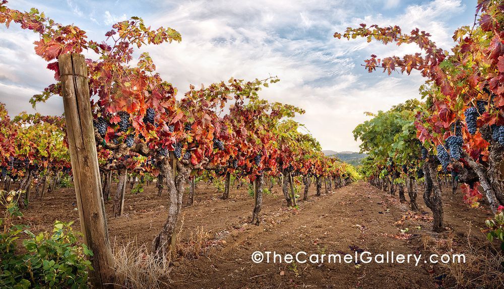 Zinfandel Autumn Photography Art | The Carmel Gallery