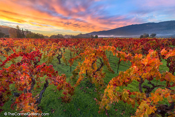 Zinfandel Sunrise