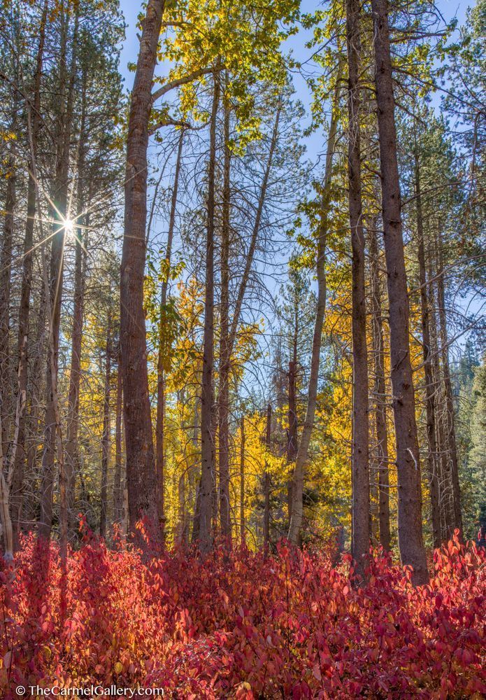 Yuba River Reds Photography Art | The Carmel Gallery