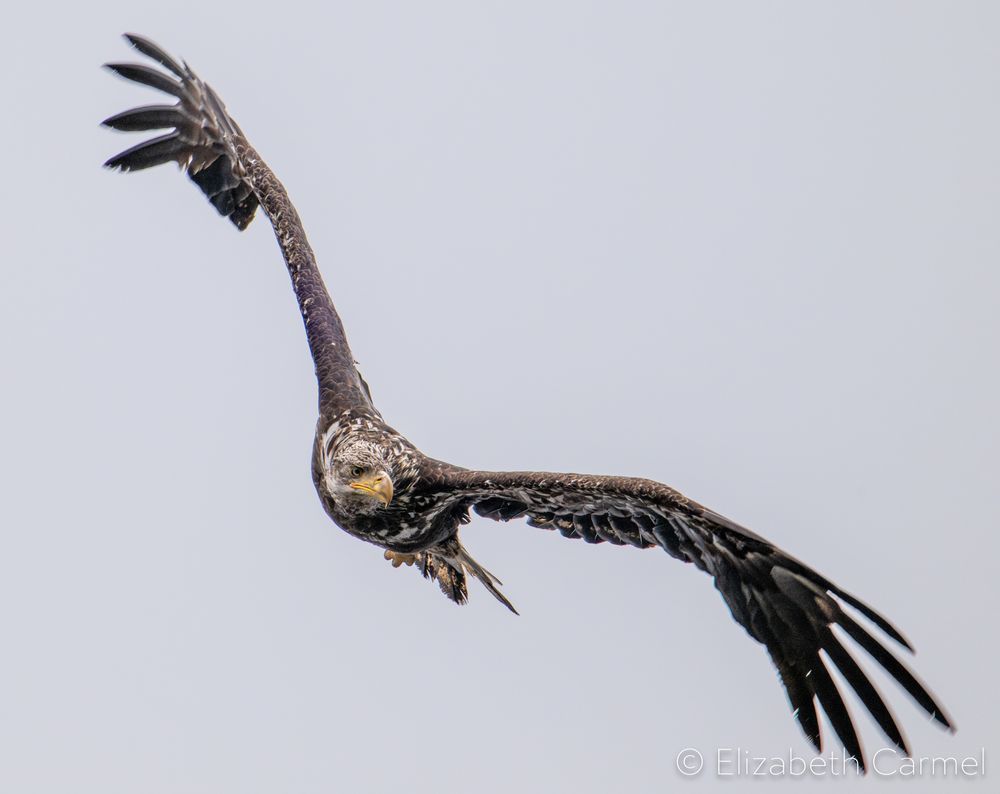 Young Eagle Photography Art | The Carmel Gallery