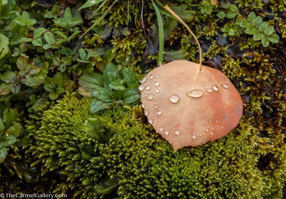 Signs Of Autumn Photography Art | The Carmel Gallery