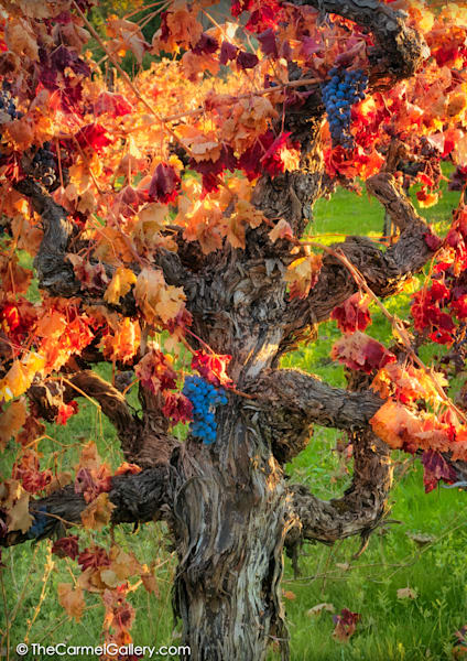 Autumn Harvest Napa Photography Art | The Carmel Gallery