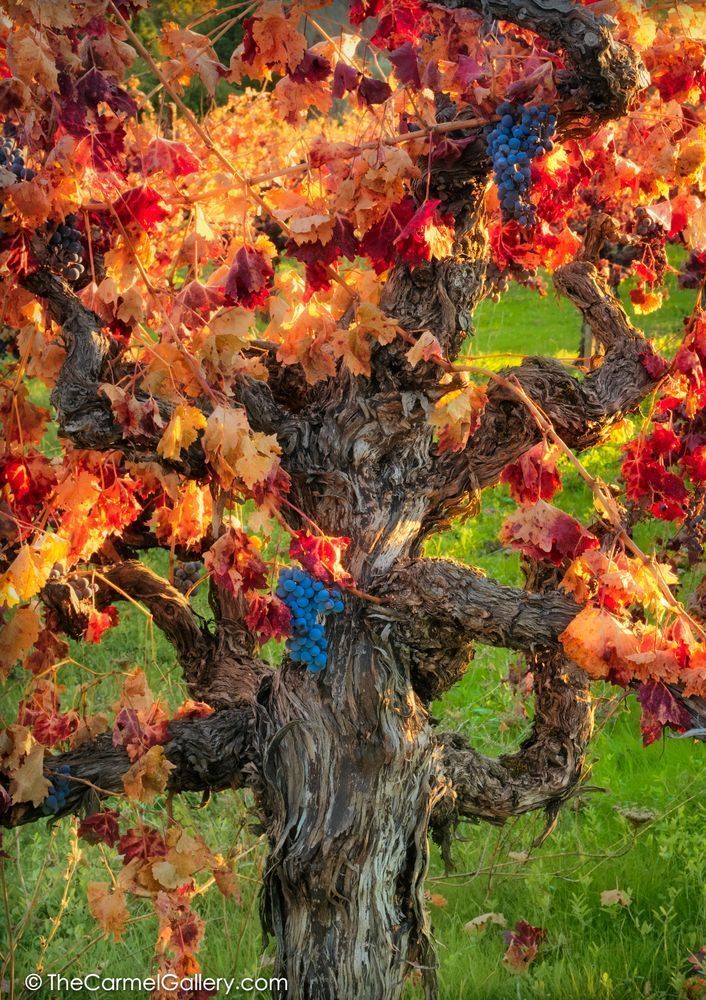 Autumn Harvest Napa Photography Art | The Carmel Gallery