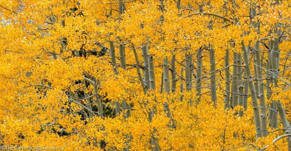 Autumn's Finery Photography Art | The Carmel Gallery