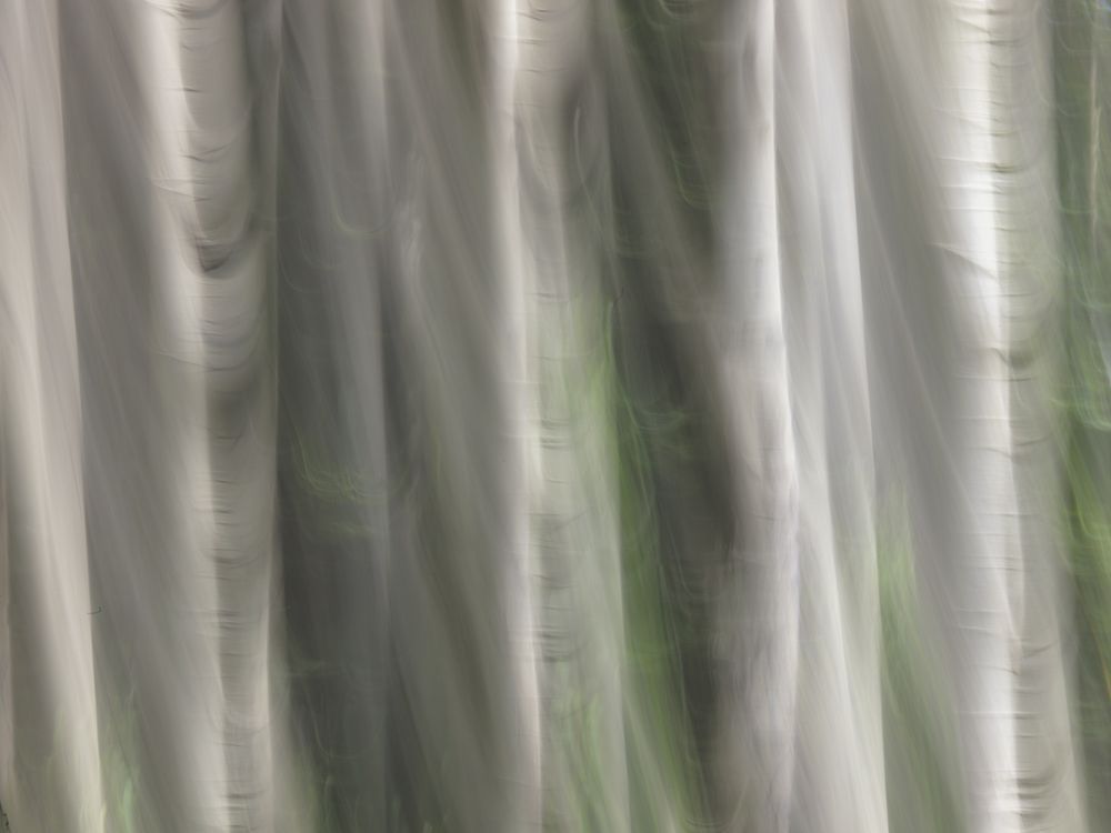 White Aspens Iii Photography Art | The Carmel Gallery