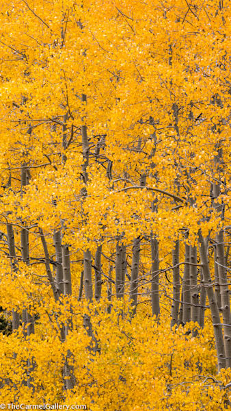 Autumn's Finery Ii Photography Art | The Carmel Gallery
