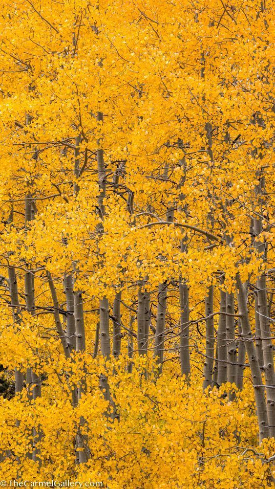 Autumn's Finery Ii Photography Art | The Carmel Gallery