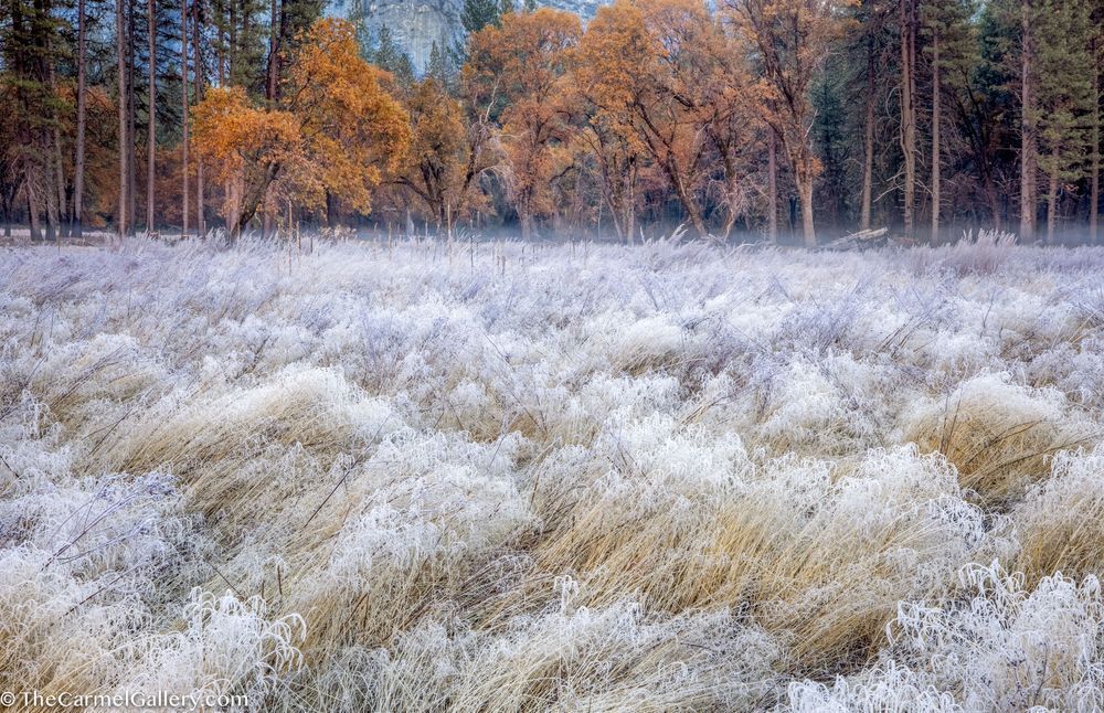 Meadow Frost, Yosemite Photography Art | The Carmel Gallery