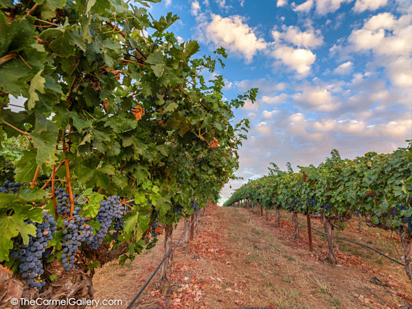 Harvest Sky Photography Art | The Carmel Gallery
