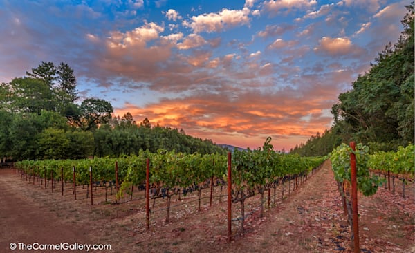 Harvest Sunset I Photography Art | The Carmel Gallery