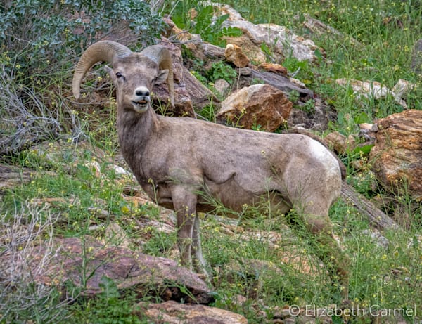 Desert Bighorn Ram Photography Art | The Carmel Gallery