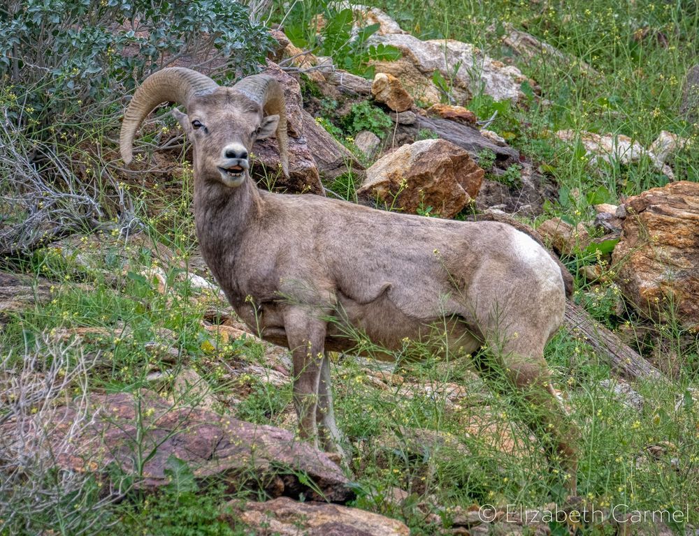 Desert Bighorn Ram Photography Art | The Carmel Gallery