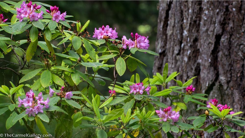 Rhododendron In Bloom Photography Art | The Carmel Gallery