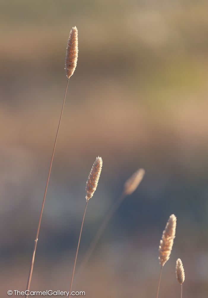 Summer Meadow Iv Photography Art | The Carmel Gallery