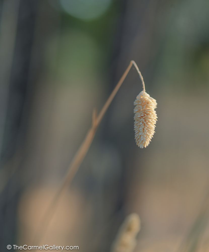 Summer Meadow Iii Photography Art | The Carmel Gallery