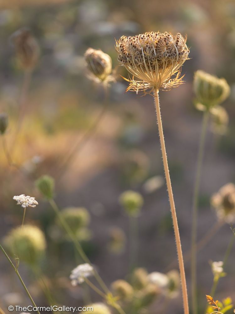 Summer Meadow I Photography Art | The Carmel Gallery