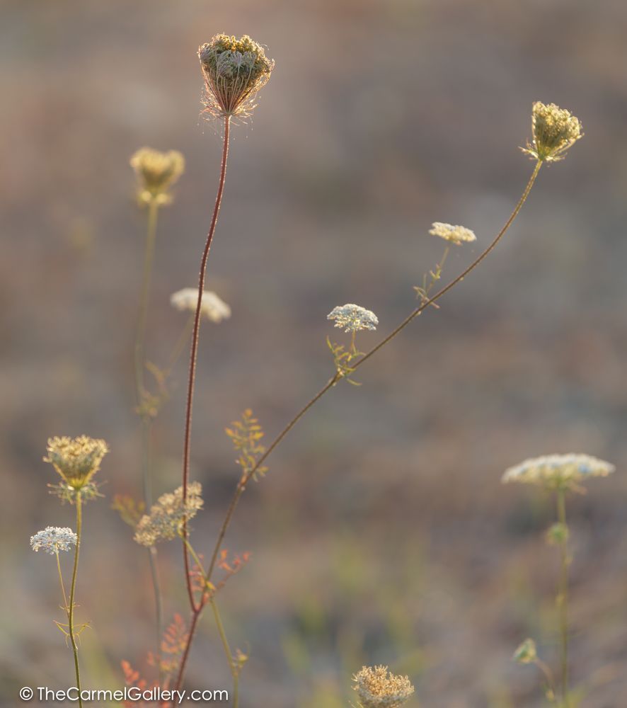 Simmer Meadow Vi Photography Art | The Carmel Gallery