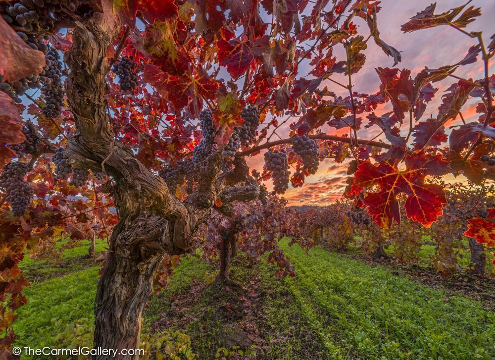 Sunset In The Vines Photography Art | The Carmel Gallery