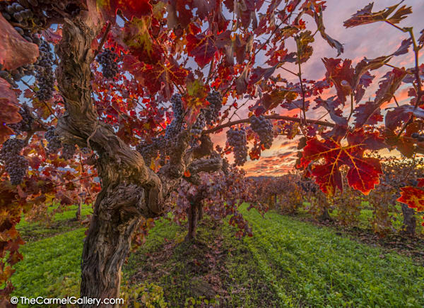 Sunset In The Vines Photography Art | The Carmel Gallery