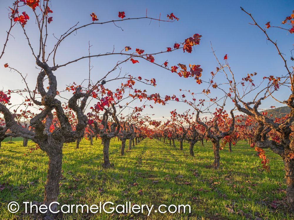 Sunset Vines