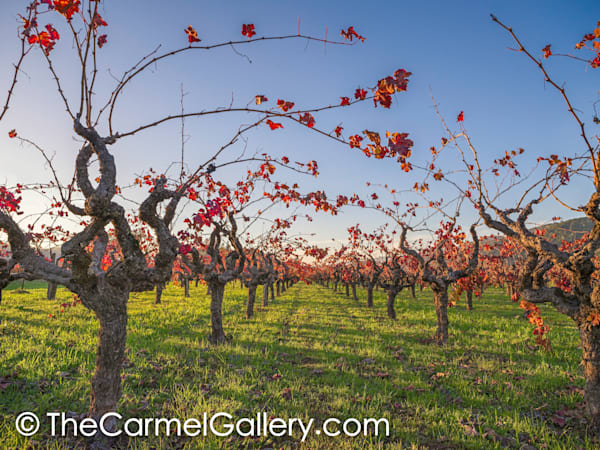 Sunset Vines