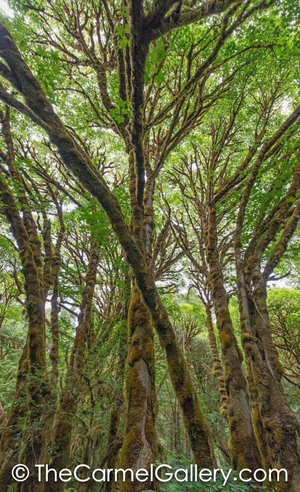 Primeval Forest