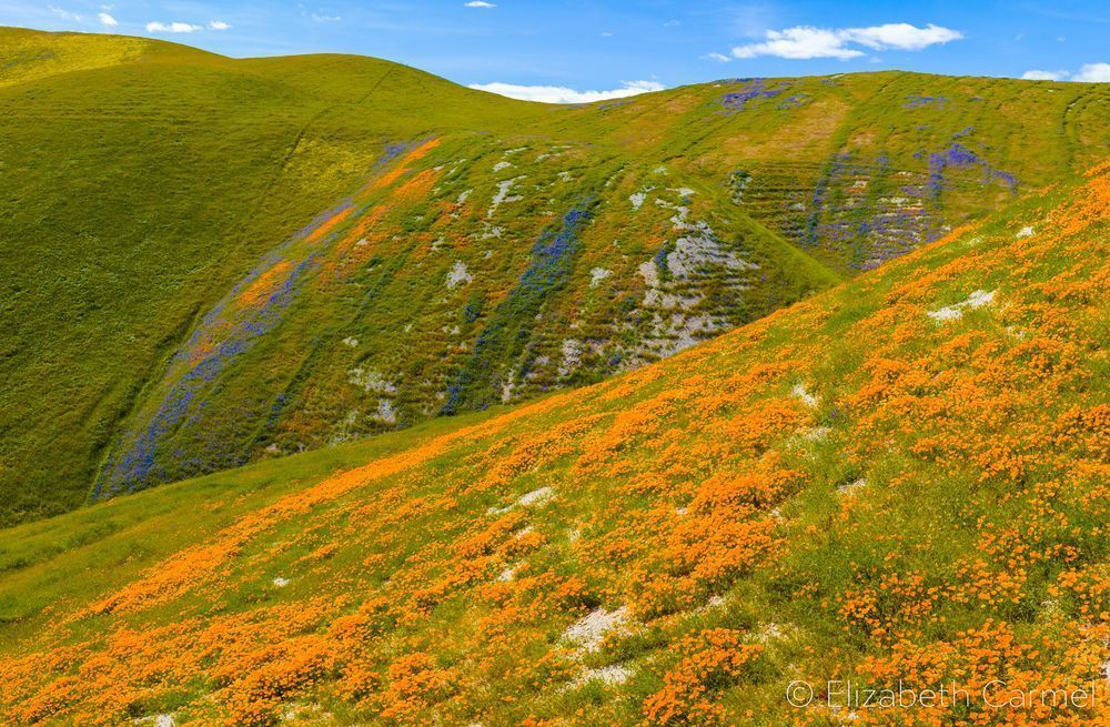 Painted Hills Photography Art | The Carmel Gallery