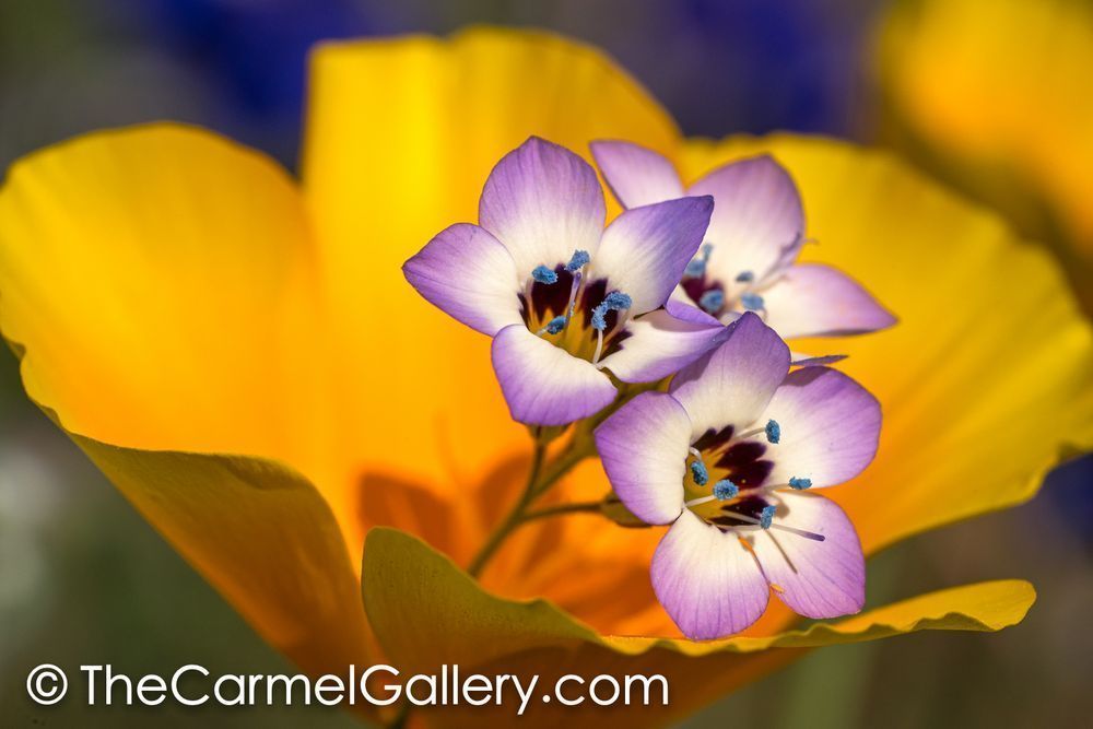 Poppies Iv Photography Art | The Carmel Gallery