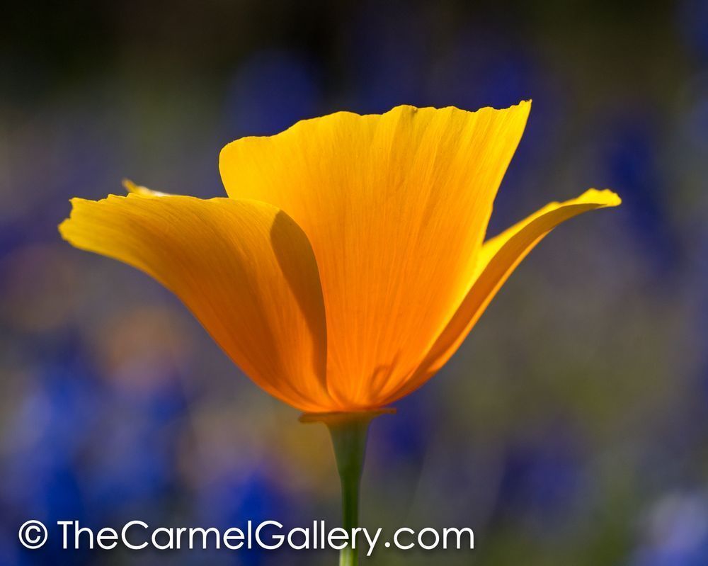 Poppies Iii Photography Art | The Carmel Gallery