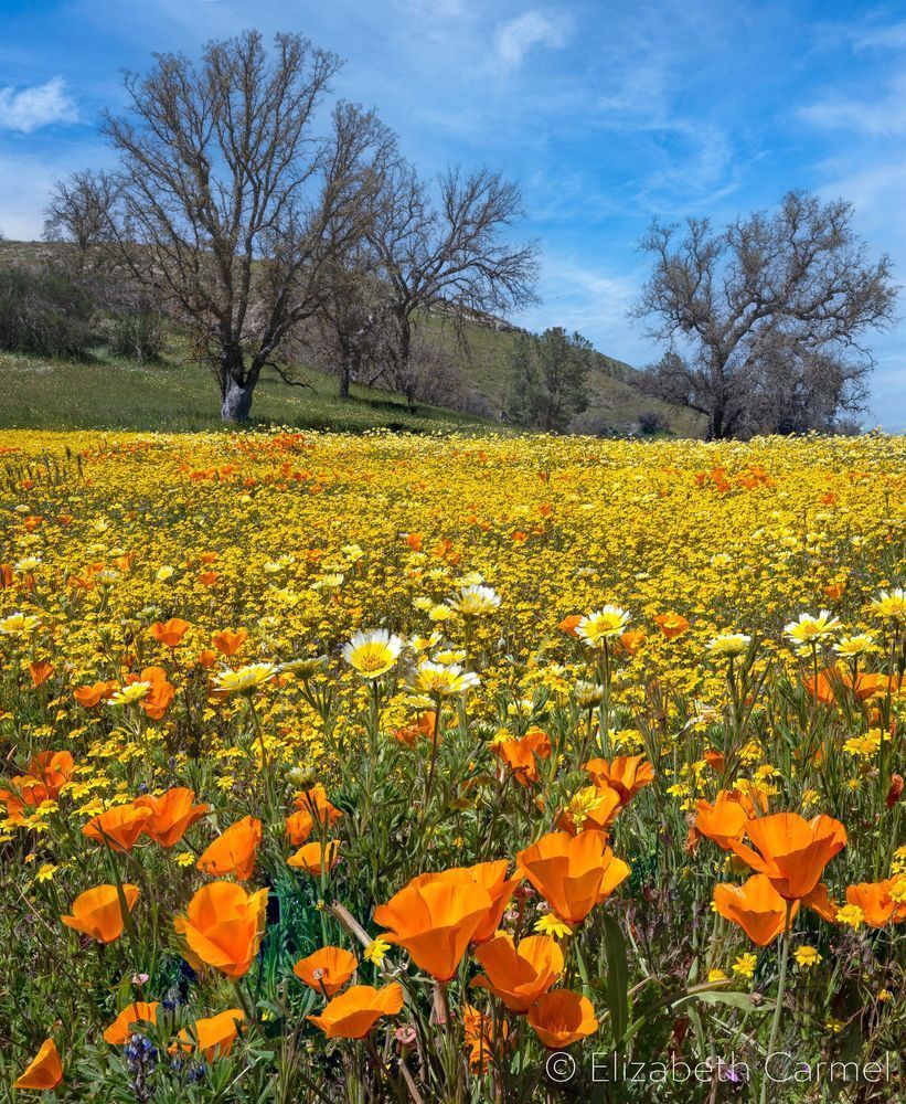 Poppies And  Oaks Photography Art | The Carmel Gallery