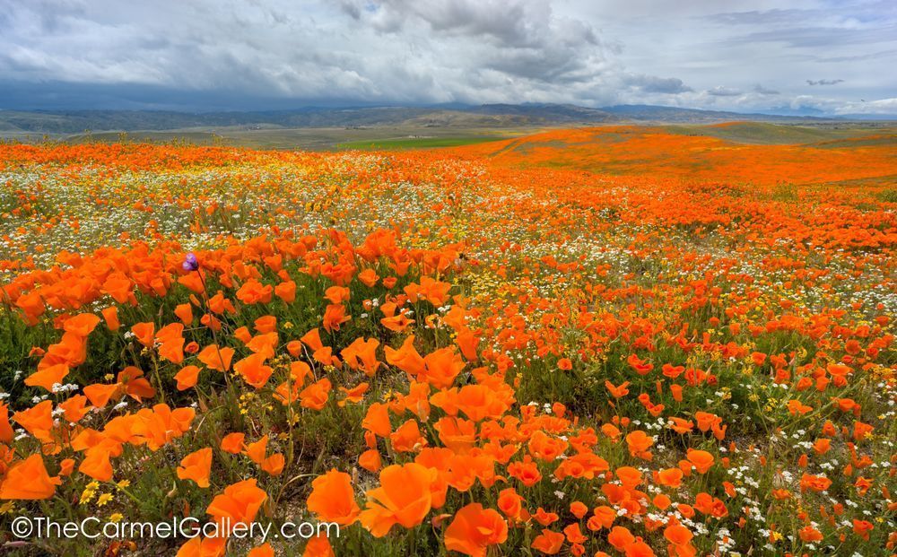 Wildflower Symphony Photography Art | The Carmel Gallery