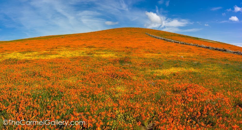 California Superbloom Photography Art | The Carmel Gallery