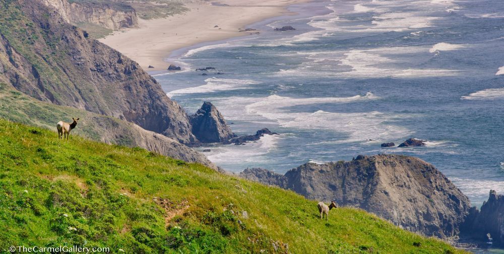 Point Reyes Elk photo
