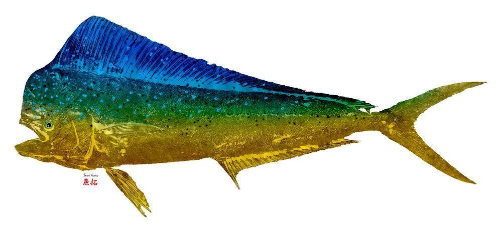 mahi 様 Mahi Mahi Gyotaku Fish Print | Maui Fish Printing Hawaii