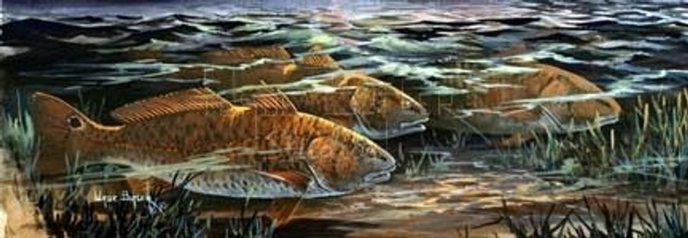 アートパネル　レッドフィッシュ アートパネル レッドフィッシュ Redfish wall art print gift for a