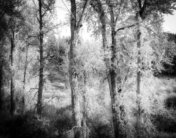 Where Memories Gather | Black-and-White Woodland Photography