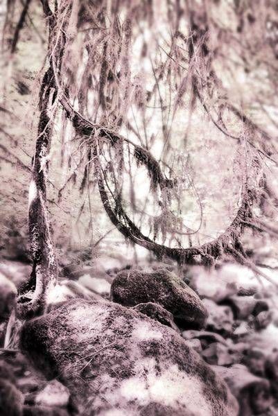 A Curious Kind of Tree | McDowell Creek Falls Fine Art Photography