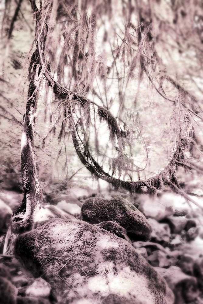 A Curious Kind of Tree | McDowell Creek Falls Fine Art Photography