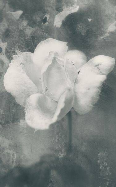 Still Becoming | Monochrome Rose Photography | Flowers in the Attic