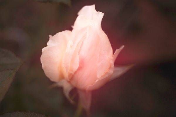 Rosebud | Fine Art Rose Photograph from My Own Garden